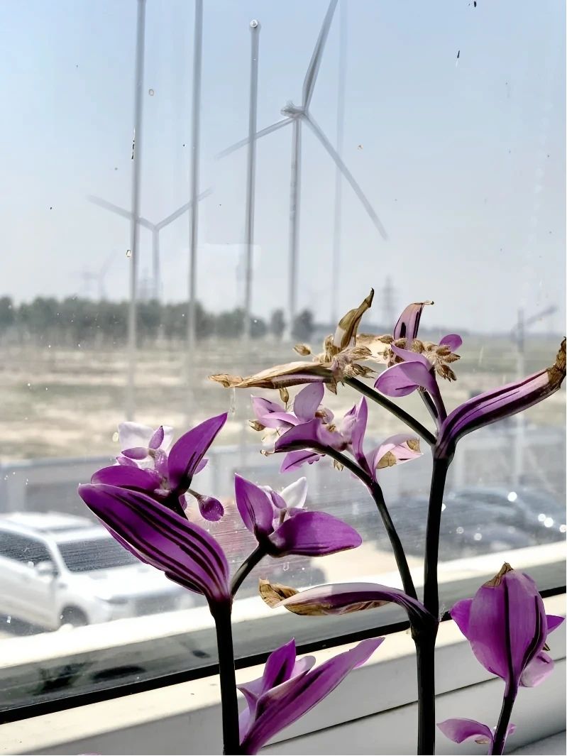 1749430152288606.jpg 9.jpg